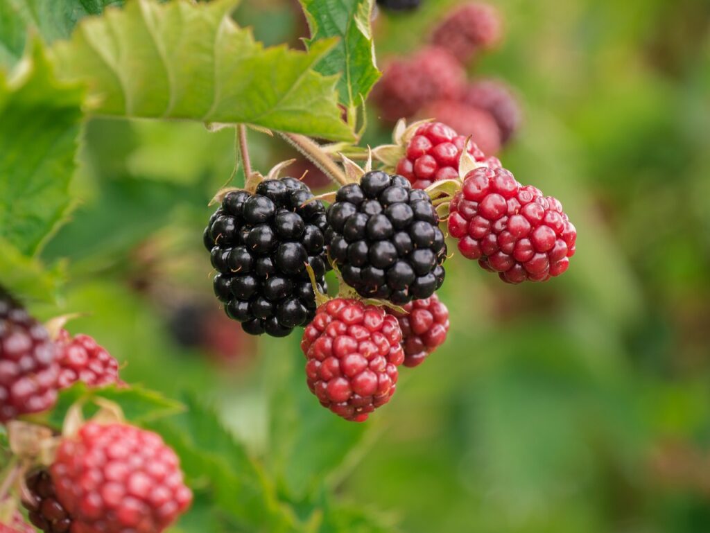 berry blackberries fruit food 3513546